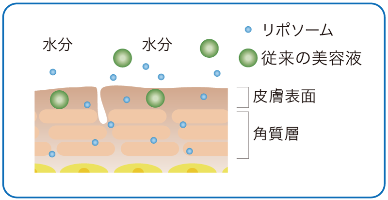 リポソームと従来の美容液の浸透イメージ図。小さなリポソームは角質層まで入り込み、粒の大きい従来の美容液は皮膚表面にとどまる