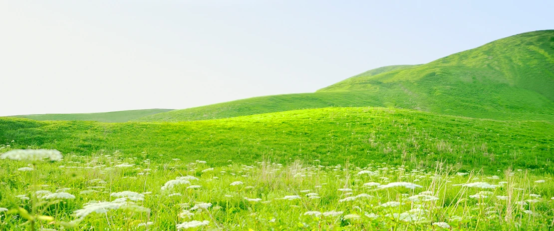 野の花が咲く緑の丘